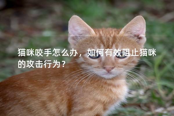 猫咪咬手怎么办，如何有效阻止猫咪的攻击行为？