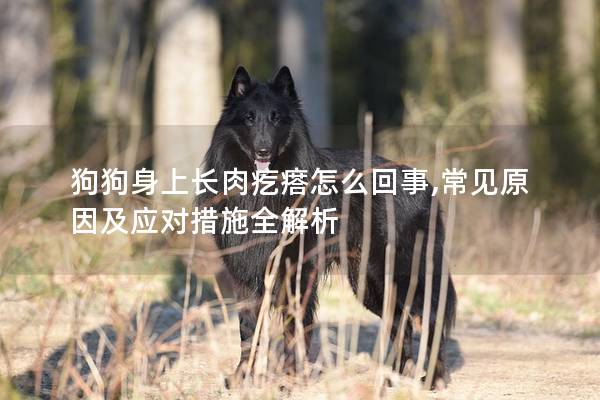 狗狗身上长肉疙瘩怎么回事,常见原因及应对措施全解析 狗狗身上长肉疙瘩怎么回事,常见原因及应对措施全解析