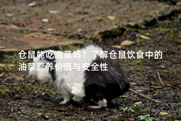 仓鼠能吃油菜吗？了解仓鼠饮食中的油菜营养价值与安全性