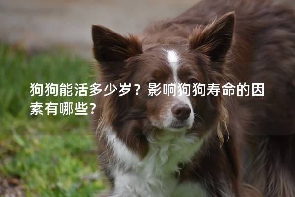 狗狗能活多少岁?影响狗狗寿命的因素有哪些? 狗狗能活多少岁?影响狗狗寿命的因素有哪些?