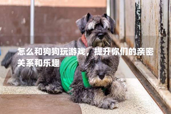 怎么和狗狗玩游戏，提升你们的亲密关系和乐趣