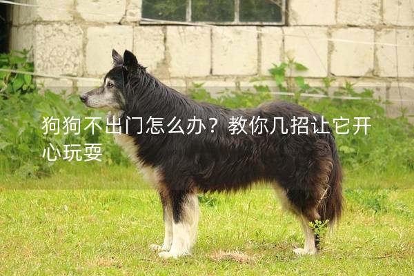 狗狗不出门怎么办？教你几招让它开心玩耍