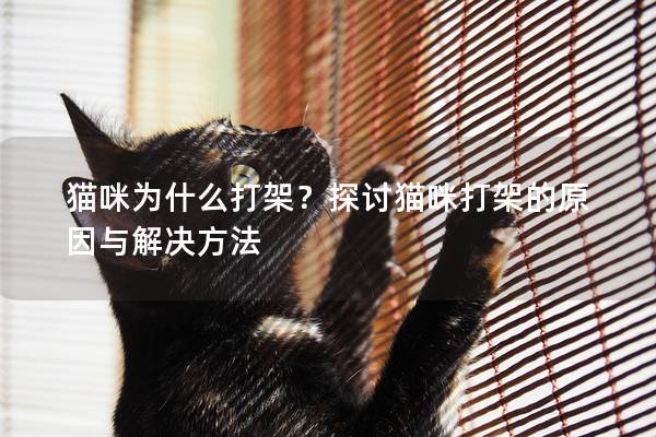猫咪为什么打架？探讨猫咪打架的原因与解决方法