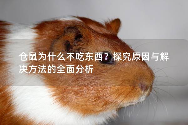 仓鼠为什么不吃东西？探究原因与解决方法的全面分析