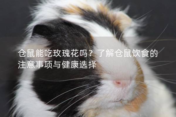 仓鼠能吃玫瑰花吗？了解仓鼠饮食的注意事项与健康选择