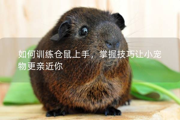 如何训练仓鼠上手，掌握技巧让小宠物更亲近你