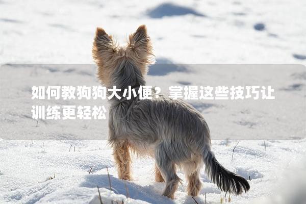 如何教狗狗大小便？掌握这些技巧让训练更轻松
