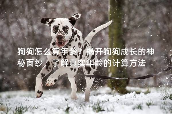 狗狗怎么算年龄?揭开狗狗成长的神秘面纱,了解真实年龄的计算方法 狗狗怎么算年龄?揭开狗狗成长的神秘面纱,了解真实年龄的计算方法