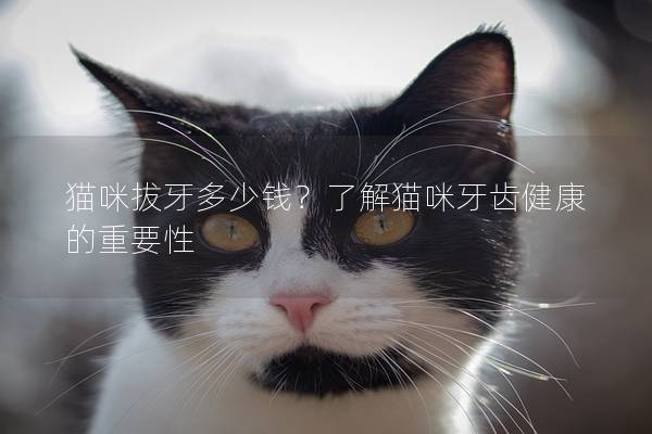 猫咪拔牙多少钱？了解猫咪牙齿健康的重要性