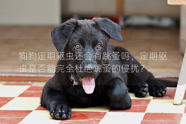 狗狗定期驱虫还会有跳蚤吗,定期驱虫是否能完全杜绝跳蚤的侵扰? 狗狗定期驱虫还会有跳蚤吗,定期驱虫是否能完全杜绝跳蚤的侵扰?