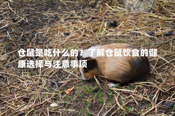 仓鼠是吃什么的？了解仓鼠饮食的健康选择与注意事项