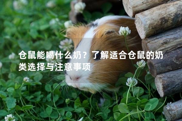 仓鼠能喝什么奶？了解适合仓鼠的奶类选择与注意事项