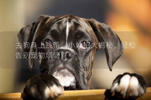 去狗身上跳蚤,小妙招大揭秘,轻松告别宠物烦恼! 去狗身上跳蚤,小妙招大揭秘,轻松告别宠物烦恼!