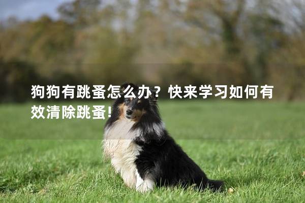 狗狗有跳蚤怎么办？快来学习如何有效清除跳蚤!