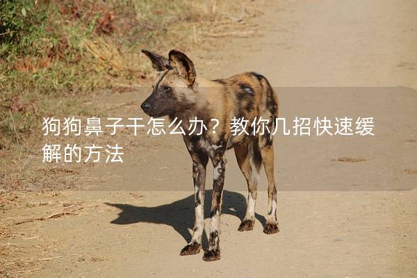 狗狗鼻子干怎么办？教你几招快速缓解的方法