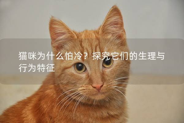 猫咪为什么怕冷?探究它们的生理与行为特征 猫咪为什么怕冷?探究它们的生理与行为特征
