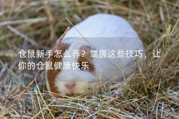 仓鼠新手怎么养?掌握这些技巧,让你的仓鼠健康快乐 仓鼠新手怎么养?掌握这些技巧,让你的仓鼠健康快乐