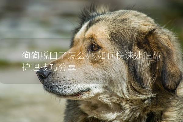 狗狗脱臼了怎么办,如何快速处理与护理技巧分享 狗狗脱臼了怎么办,如何快速处理与护理技巧分享