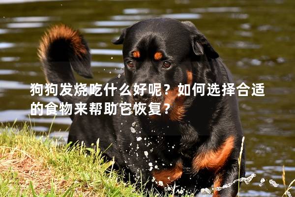 狗狗发烧吃什么好呢？如何选择合适的食物来帮助它恢复？