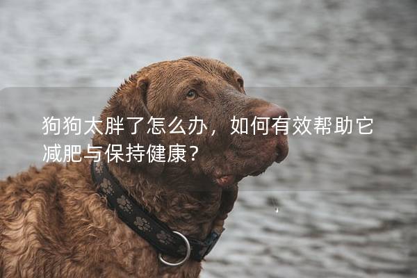 狗狗太胖了怎么办，如何有效帮助它减肥与保持健康？