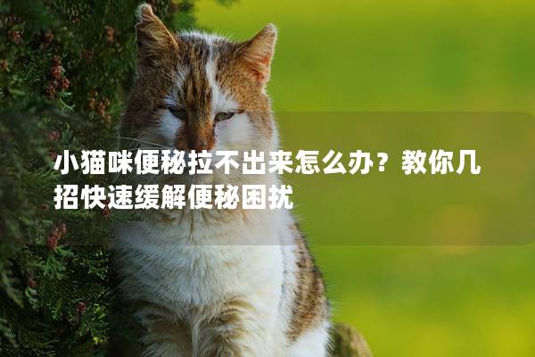 小猫咪便秘拉不出来怎么办？教你几招快速缓解便秘困扰