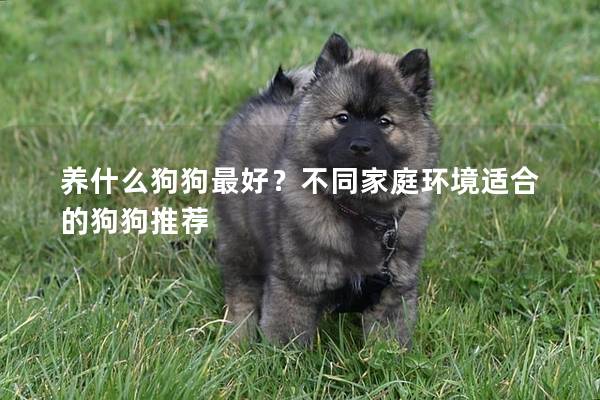 养什么狗狗最好?不同家庭环境适合的狗狗推荐 养什么狗狗最好?不同家庭环境适合的狗狗推荐