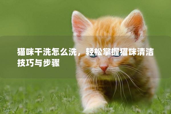 猫咪干洗怎么洗,轻松掌握猫咪清洁技巧与步骤 猫咪干洗怎么洗,轻松掌握猫咪清洁技巧与步骤