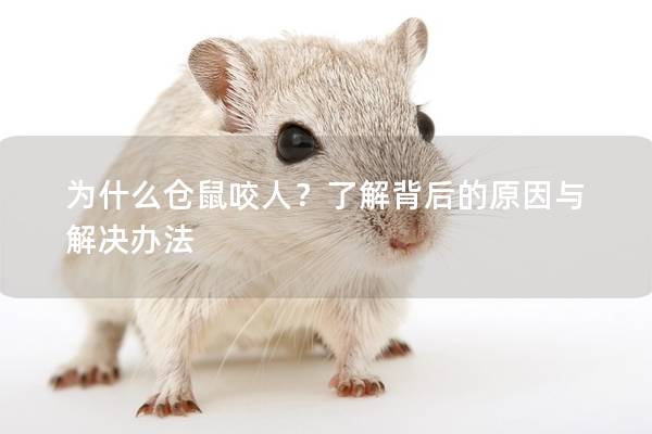 为什么仓鼠咬人？了解背后的原因与解决办法