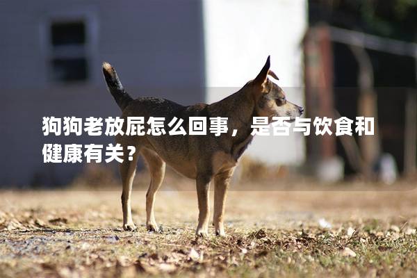 狗狗老放屁怎么回事，是否与饮食和健康有关？