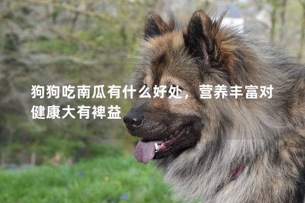 狗狗吃南瓜有什么好处，营养丰富对健康大有裨益