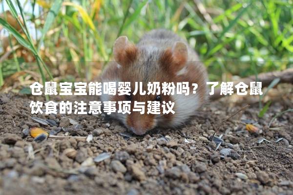 仓鼠宝宝能喝婴儿奶粉吗？了解仓鼠饮食的注意事项与建议