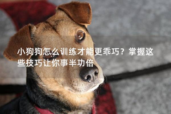 小狗狗怎么训练才能更乖巧？掌握这些技巧让你事半功倍