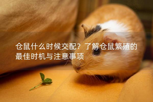 仓鼠什么时候交配？了解仓鼠繁殖的最佳时机与注意事项