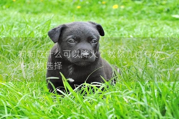 狗狗吃什么可以降火？教你几种有效的食物选择