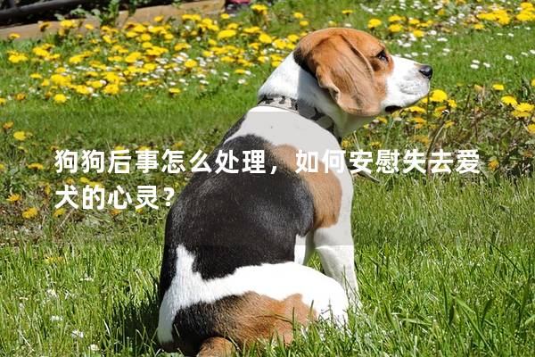 狗狗后事怎么处理，如何安慰失去爱犬的心灵？