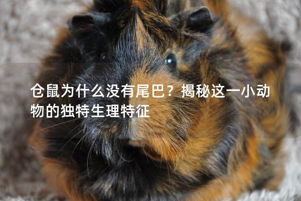 仓鼠为什么没有尾巴？揭秘这一小动物的独特生理特征
