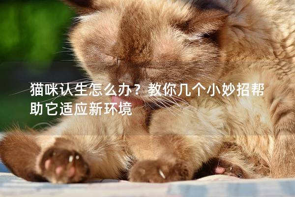 猫咪认生怎么办？教你几个小妙招帮助它适应新环境