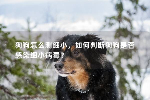 狗狗怎么测细小，如何判断狗狗是否感染细小病毒？
