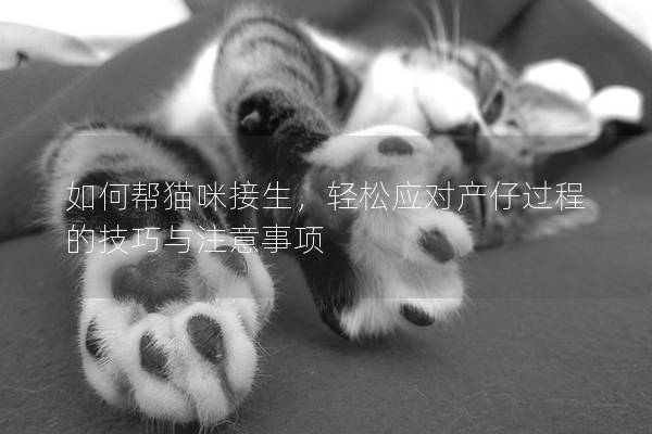如何帮猫咪接生,轻松应对产仔过程的技巧与注意事项 如何帮猫咪接生,轻松应对产仔过程的技巧与注意事项