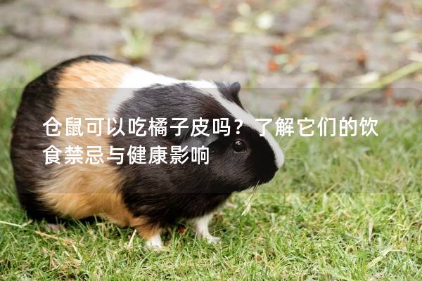 仓鼠可以吃橘子皮吗？了解它们的饮食禁忌与健康影响