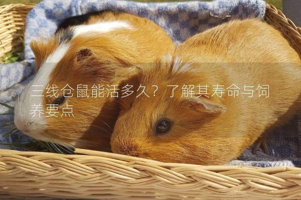 三线仓鼠能活多久？了解其寿命与饲养要点