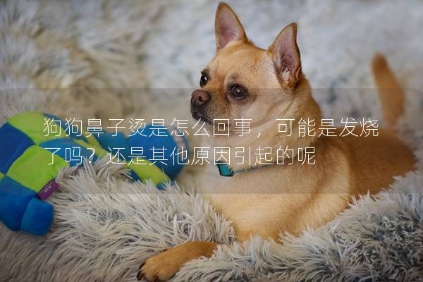 狗狗鼻子烫是怎么回事,可能是发烧了吗?还是其他原因引起的呢 狗狗鼻子烫是怎么回事,可能是发烧了吗?还是其他原因引起的呢