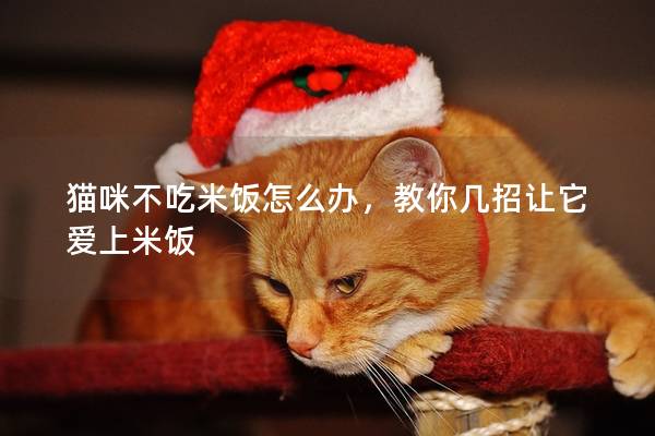 猫咪不吃米饭怎么办，教你几招让它爱上米饭
