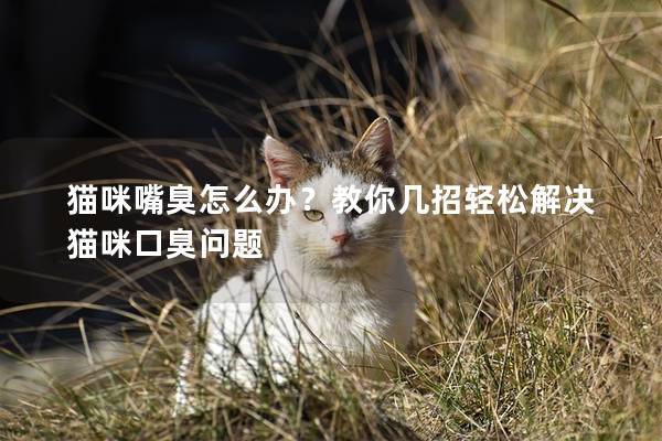 猫咪嘴臭怎么办？教你几招轻松解决猫咪口臭问题