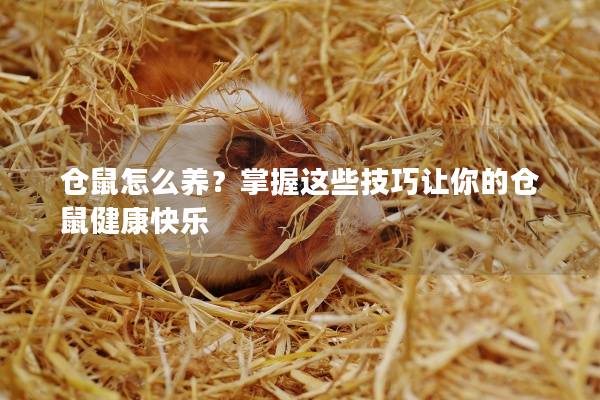 仓鼠怎么养？掌握这些技巧让你的仓鼠健康快乐