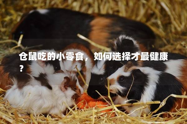 仓鼠吃的小零食，如何选择才最健康？