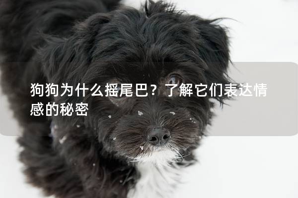 狗狗为什么摇尾巴？了解它们表达情感的秘密