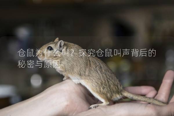 仓鼠为什么叫？探究仓鼠叫声背后的秘密与原因