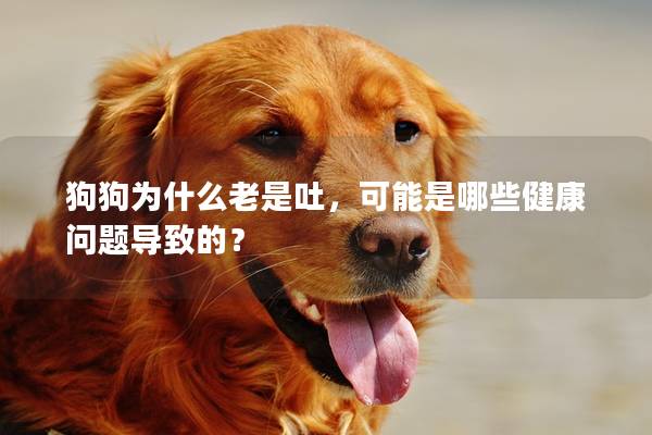 狗狗为什么老是吐，可能是哪些健康问题导致的？