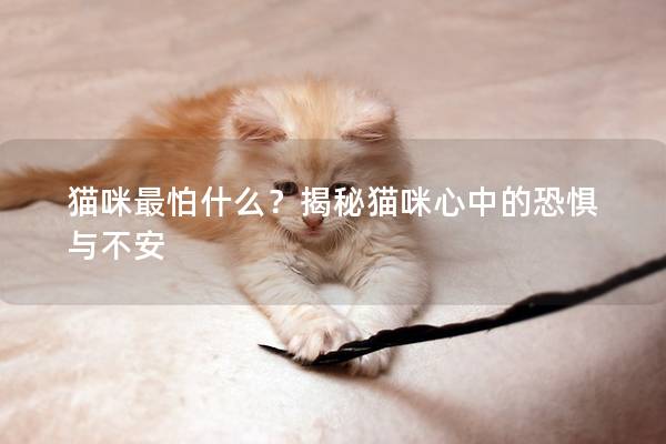 猫咪最怕什么？揭秘猫咪心中的恐惧与不安